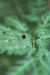 Close-up of insect on leaf
