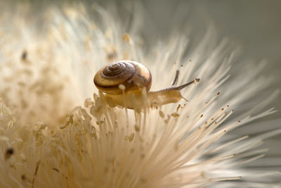 Close-up of snail