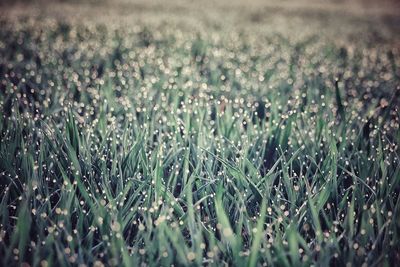 Full frame shot of dew drops on field