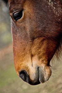Close-up of horse