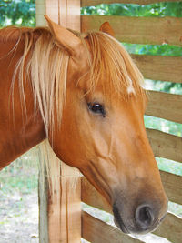 Close-up of horse in stable