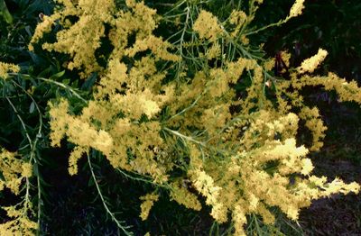 High angle view of plants