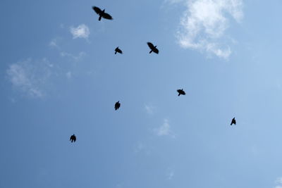 Low angle view of birds flying in sky