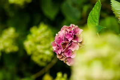 Close-up of pink flowers blooming outdoors