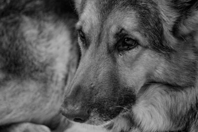 Close-up portrait of a dog looking away