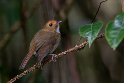 Close-up of bird perching on branch