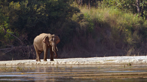 View of elephant drinking water