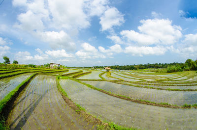 Scenic view of field against cloudy sky