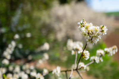 Close-up of white flowering plant