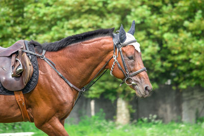 View of a horse on field