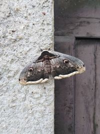 Close-up of a lizard on wall