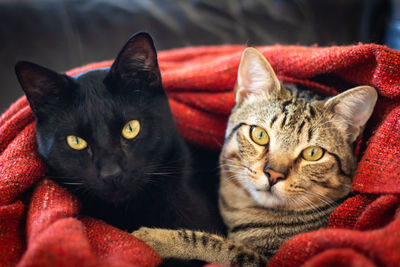 Close-up portrait of two cats looking at camera in cozy red blanket