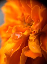 Close-up of orange flower