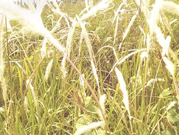 Full frame shot of crops on field