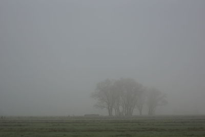 Bare trees on field against clear sky