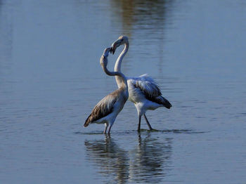 Bird in a lake