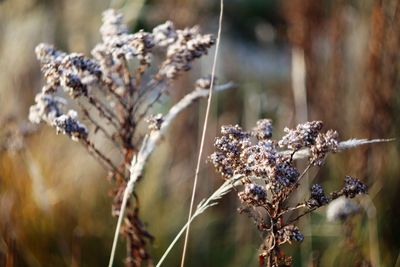 Close-up of wilted plant on field