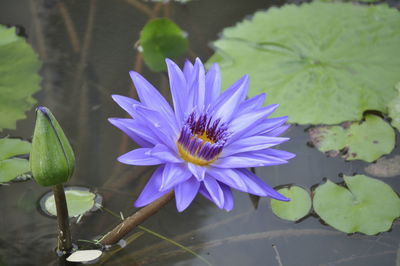 Close-up of lotus water lily in lake