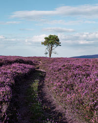 Tree on field against sky