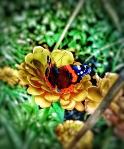 Close-up of butterfly on flower