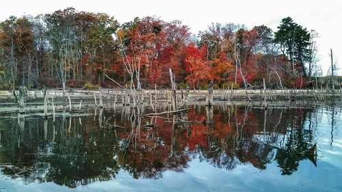 Reflection of trees in water