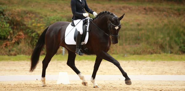 Side view of horse standing on field