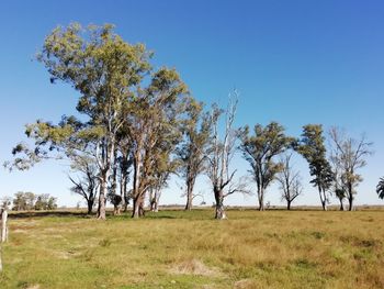 Trees on field against clear blue sky