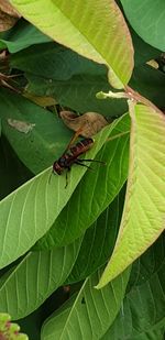 High angle view of insect on leaves