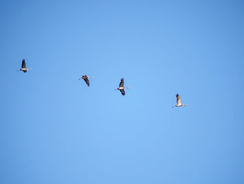 Low angle view of birds flying in the sky