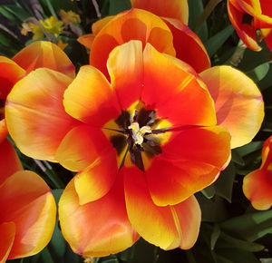 Close-up of red flowering plants