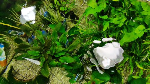 High angle view of white flowers blooming outdoors