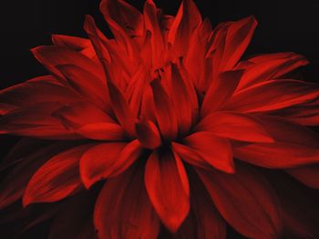 Close-up of red flower blooming against black background
