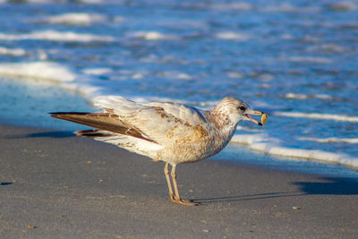 Close-up of bird in water