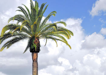 Low angle view of palm tree against sky