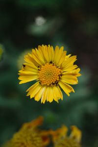 Close-up of yellow flowering plant