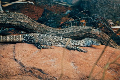 Close-up of an animal on rock