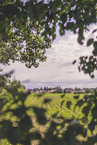 Scenic view of field against sky