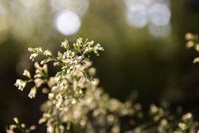 Close-up of flowers on plant against bright sun