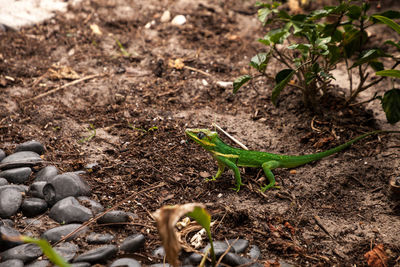 Knight anole anolis equestris lizard perches on a tree in a naples, florida garden in spring.