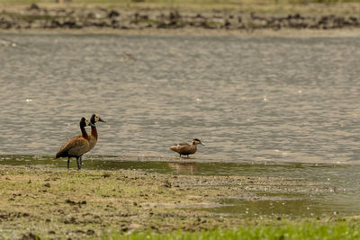 Ducks on a lake