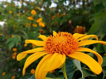 Close-up of yellow flower blooming outdoors