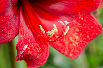 Close-up of red flowering plant