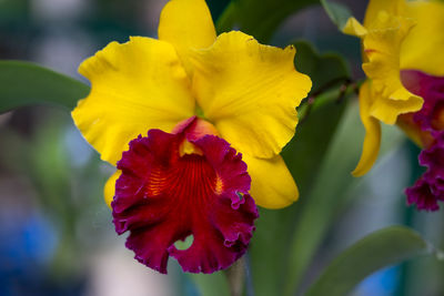 Close-up of red yellow flower