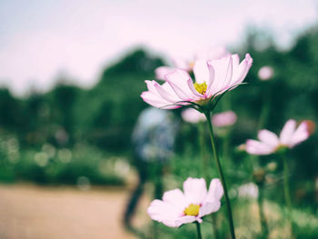 Close-up of pink cosmos flower on field