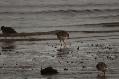 Birds on beach