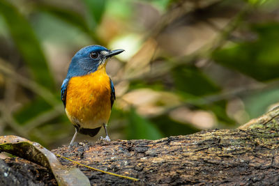 Close-up of bird perching on wood