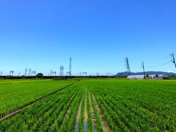 Scenic view of agricultural field against clear blue sky