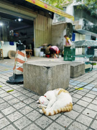 Sleeping cat in the street