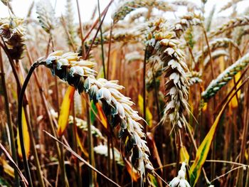 Close-up of wheat growing on field