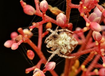 Close-up of insect on flower
